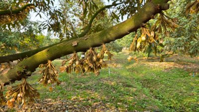 ขายสวนทุเรียน อำเภอหนองหญ้าปล้อง เอกสารโฉนดครุฑแดง 20ไร่ 1งาน