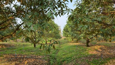 ขายสวนทุเรียน อำเภอหนองหญ้าปล้อง เอกสารโฉนดครุฑแดง 20ไร่ 1งาน