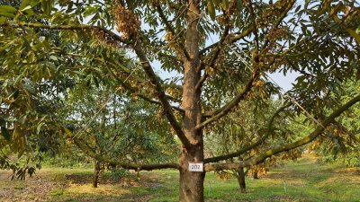 ขายสวนทุเรียน อำเภอหนองหญ้าปล้อง เอกสารโฉนดครุฑแดง 20ไร่ 1งาน