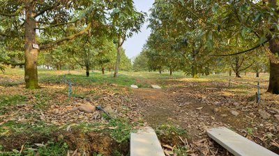 ขายสวนทุเรียน อำเภอหนองหญ้าปล้อง เอกสารโฉนดครุฑแดง 20ไร่ 1งาน