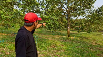 ขายสวนทุเรียน อำเภอหนองหญ้าปล้อง เอกสารโฉนดครุฑแดง 20ไร่ 1งาน