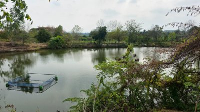 ขายสวนทุเรียน อำเภอหนองหญ้าปล้อง เอกสารโฉนดครุฑแดง 20ไร่ 1งาน