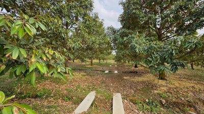 ขายสวนทุเรียน อำเภอหนองหญ้าปล้อง เอกสารโฉนดครุฑแดง 20ไร่ 1งาน