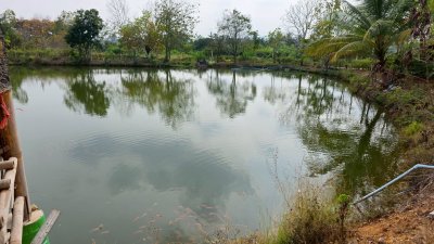 ขายสวนทุเรียน อำเภอหนองหญ้าปล้อง เอกสารโฉนดครุฑแดง 20ไร่ 1งาน