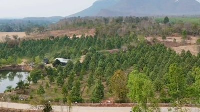 ขายสวนทุเรียน อำเภอหนองหญ้าปล้อง เอกสารโฉนดครุฑแดง 20ไร่ 1งาน