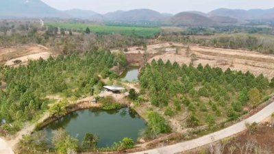 ขายสวนทุเรียน อำเภอหนองหญ้าปล้อง เอกสารโฉนดครุฑแดง 20ไร่ 1งาน