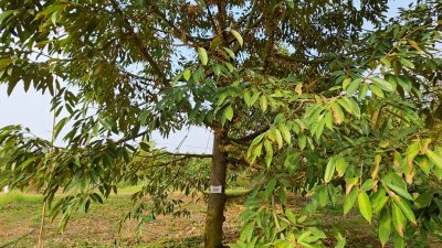 ขายสวนทุเรียน อำเภอหนองหญ้าปล้อง เอกสารโฉนดครุฑแดง 20ไร่ 1งาน