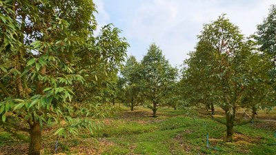 ขายสวนทุเรียน อำเภอหนองหญ้าปล้อง เอกสารโฉนดครุฑแดง 20ไร่ 1งาน