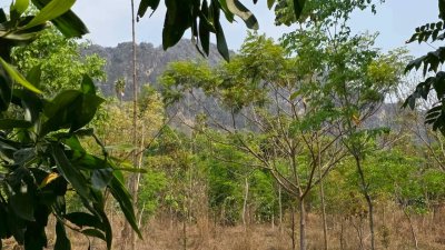 ที่ดิน ปลูกป่า ติดถนนลาดยาง วิวภูเขา สายรักธรรมชาติ พื้นที่เกษตรโอโซนสีเขียว