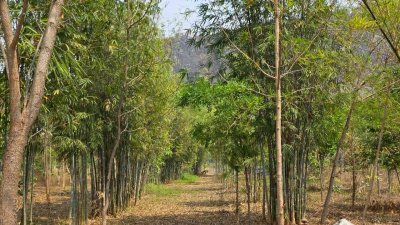 ที่ดิน ปลูกป่า ติดถนนลาดยาง วิวภูเขา สายรักธรรมชาติ พื้นที่เกษตรโอโซนสีเขียว