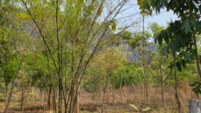 ที่ดิน ปลูกป่า ติดถนนลาดยาง วิวภูเขา สายรักธรรมชาติ พื้นที่เกษตรโอโซนสีเขียว