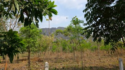 ที่ดิน ปลูกป่า ติดถนนลาดยาง วิวภูเขา สายรักธรรมชาติ พื้นที่เกษตรโอโซนสีเขียว