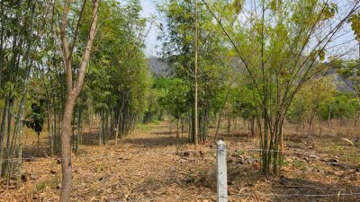 ที่ดิน ปลูกป่า ติดถนนลาดยาง วิวภูเขา สายรักธรรมชาติ พื้นที่เกษตรโอโซนสีเขียว