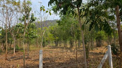 ที่ดิน ปลูกป่า ติดถนนลาดยาง วิวภูเขา สายรักธรรมชาติ พื้นที่เกษตรโอโซนสีเขียว