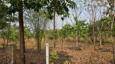 ที่ดิน ปลูกป่า ติดถนนลาดยาง วิวภูเขา สายรักธรรมชาติ พื้นที่เกษตรโอโซนสีเขียว