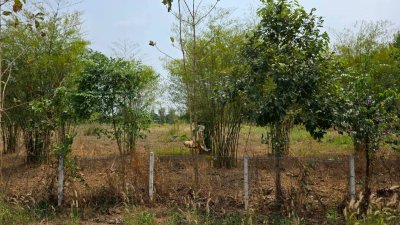 ที่ดิน ปลูกป่า ติดถนนลาดยาง วิวภูเขา สายรักธรรมชาติ พื้นที่เกษตรโอโซนสีเขียว