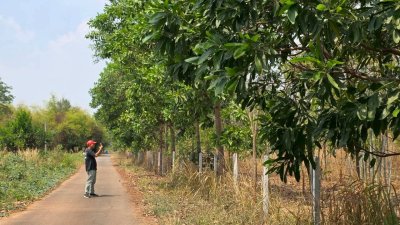 ที่ดิน ปลูกป่า ติดถนนลาดยาง วิวภูเขา สายรักธรรมชาติ พื้นที่เกษตรโอโซนสีเขียว