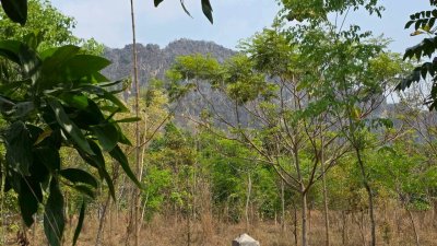 ที่ดิน ปลูกป่า ติดถนนลาดยาง วิวภูเขา สายรักธรรมชาติ พื้นที่เกษตรโอโซนสีเขียว