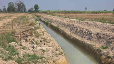 ฝรั่งกิมจูเก็บเกี่ยวผลผลิตได้แล้ว มีผลผลิตทั้งปี