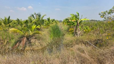 ฝรั่งกิมจูเก็บเกี่ยวผลผลิตได้แล้ว มีผลผลิตทั้งปี