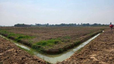 ฝรั่งกิมจูเก็บเกี่ยวผลผลิตได้แล้ว มีผลผลิตทั้งปี