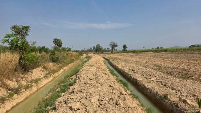 ฝรั่งกิมจูเก็บเกี่ยวผลผลิตได้แล้ว มีผลผลิตทั้งปี