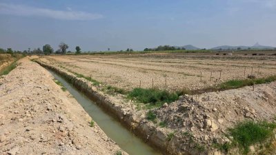 ฝรั่งกิมจูเก็บเกี่ยวผลผลิตได้แล้ว มีผลผลิตทั้งปี