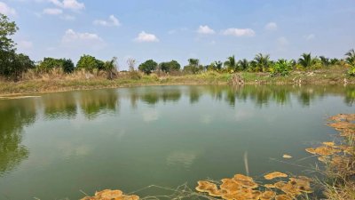 ฝรั่งกิมจูเก็บเกี่ยวผลผลิตได้แล้ว มีผลผลิตทั้งปี