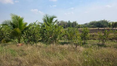 ฝรั่งกิมจูเก็บเกี่ยวผลผลิตได้แล้ว มีผลผลิตทั้งปี