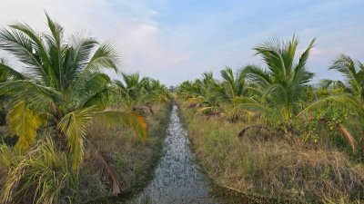 ฝรั่งกิมจูเก็บเกี่ยวผลผลิตได้แล้ว มีผลผลิตทั้งปี