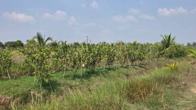 ฝรั่งกิมจูเก็บเกี่ยวผลผลิตได้แล้ว มีผลผลิตทั้งปี