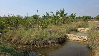 ฝรั่งกิมจูเก็บเกี่ยวผลผลิตได้แล้ว มีผลผลิตทั้งปี