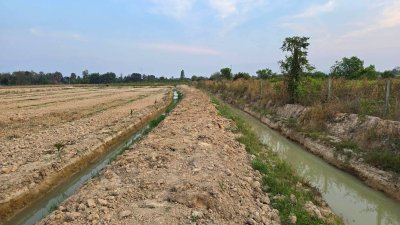 ฝรั่งกิมจูเก็บเกี่ยวผลผลิตได้แล้ว มีผลผลิตทั้งปี