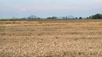 ฝรั่งกิมจูเก็บเกี่ยวผลผลิตได้แล้ว มีผลผลิตทั้งปี