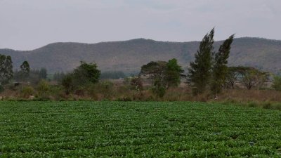 แปลงนี้ถูก และวิวสวย สไตล์คนชอบเขา ที่ดินวิวเขา ราคา 250,000 บาท