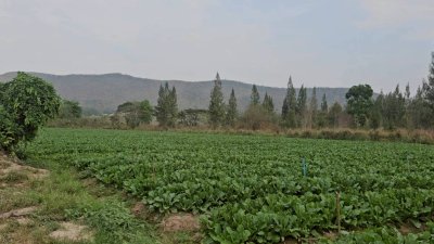 แปลงนี้ถูก และวิวสวย สไตล์คนชอบเขา ที่ดินวิวเขา ราคา 250,000 บาท