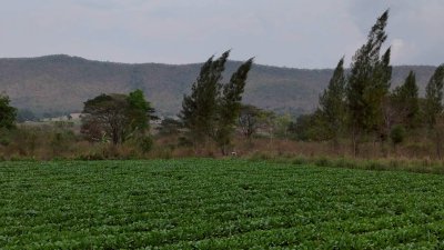 แปลงนี้ถูก และวิวสวย สไตล์คนชอบเขา ที่ดินวิวเขา ราคา 250,000 บาท