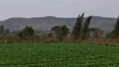 แปลงนี้ถูก และวิวสวย สไตล์คนชอบเขา ที่ดินวิวเขา ราคา 250,000 บาท