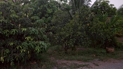 ที่ดินโฉนดพร้อมบ้าน 4 ไร่ 2,000,000 บาท และโรงเรือนเพาะเห็ด ,สวนผสมผสาน ติดคลองชลประทาน