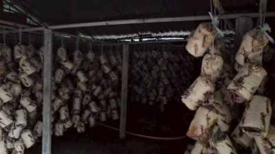 ที่ดินโฉนดพร้อมบ้าน 4 ไร่ 2,000,000 บาท และโรงเรือนเพาะเห็ด ,สวนผสมผสาน ติดคลองชลประทาน