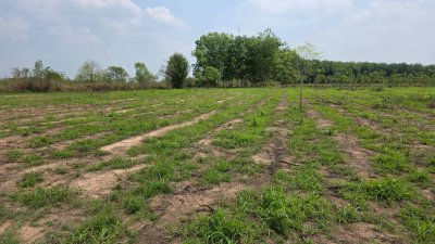 ขายเอกสาร น.ส.3 ก ครุฑเขียว ขายราคาไร่ละ 320,000 บาท