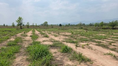 ขายเอกสาร น.ส.3 ก ครุฑเขียว 3 ไร่ 2 งาน 12 ตร.วา