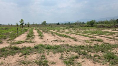 หน้าที่ดินติดถนนลาดยาง 40 เมตร น.ส.3 ก ครุฑเขียว 3 ไร่