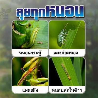 ไซเปอร์ฟอส