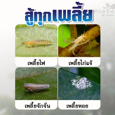 ไซเปอร์ฟอส