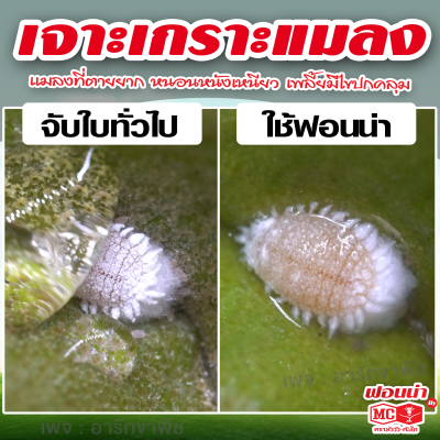 ฟอนน่า สารจับใบคุณภาพสูงจากญี่ปุ่น หัววัว คันไถ