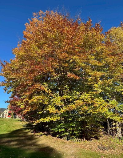 FallColorsofNewEngland