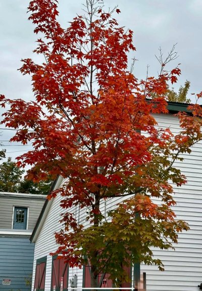 FallColorsofNewEngland