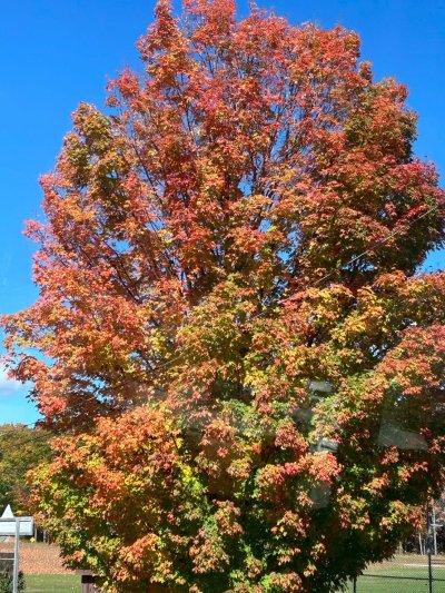 FallColorsofNewEngland