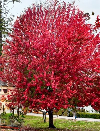 FallColorsofNewEngland